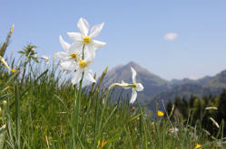 Die Narzissenfelder in Les Pléiades oberhalb von Blonay